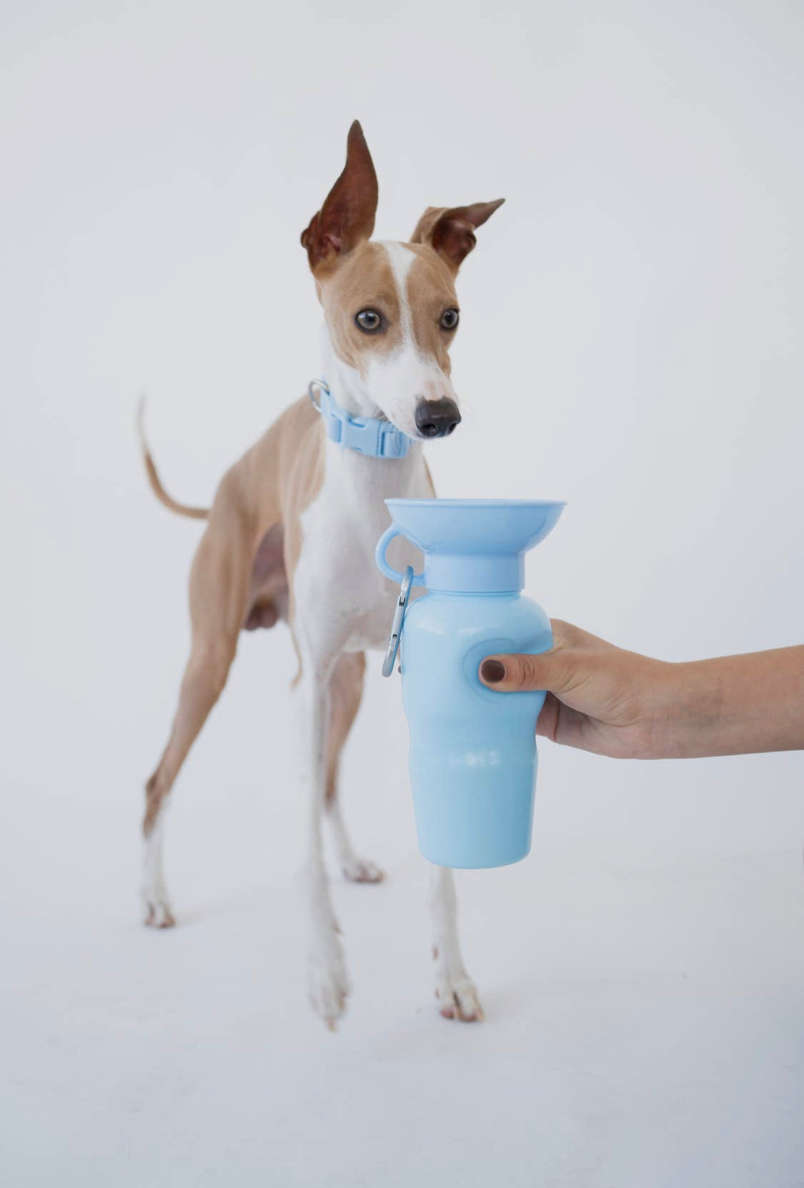 Springer Classic, borraccia da viaggio per cani,
