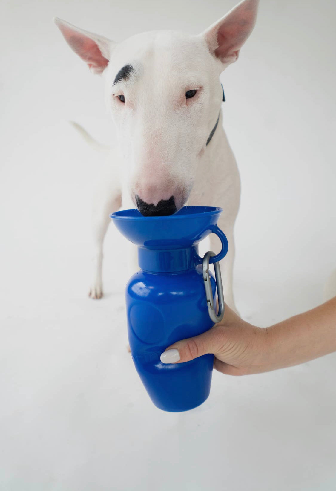 Borraccia da viaggio per cani in colore verde per bere in viaggio