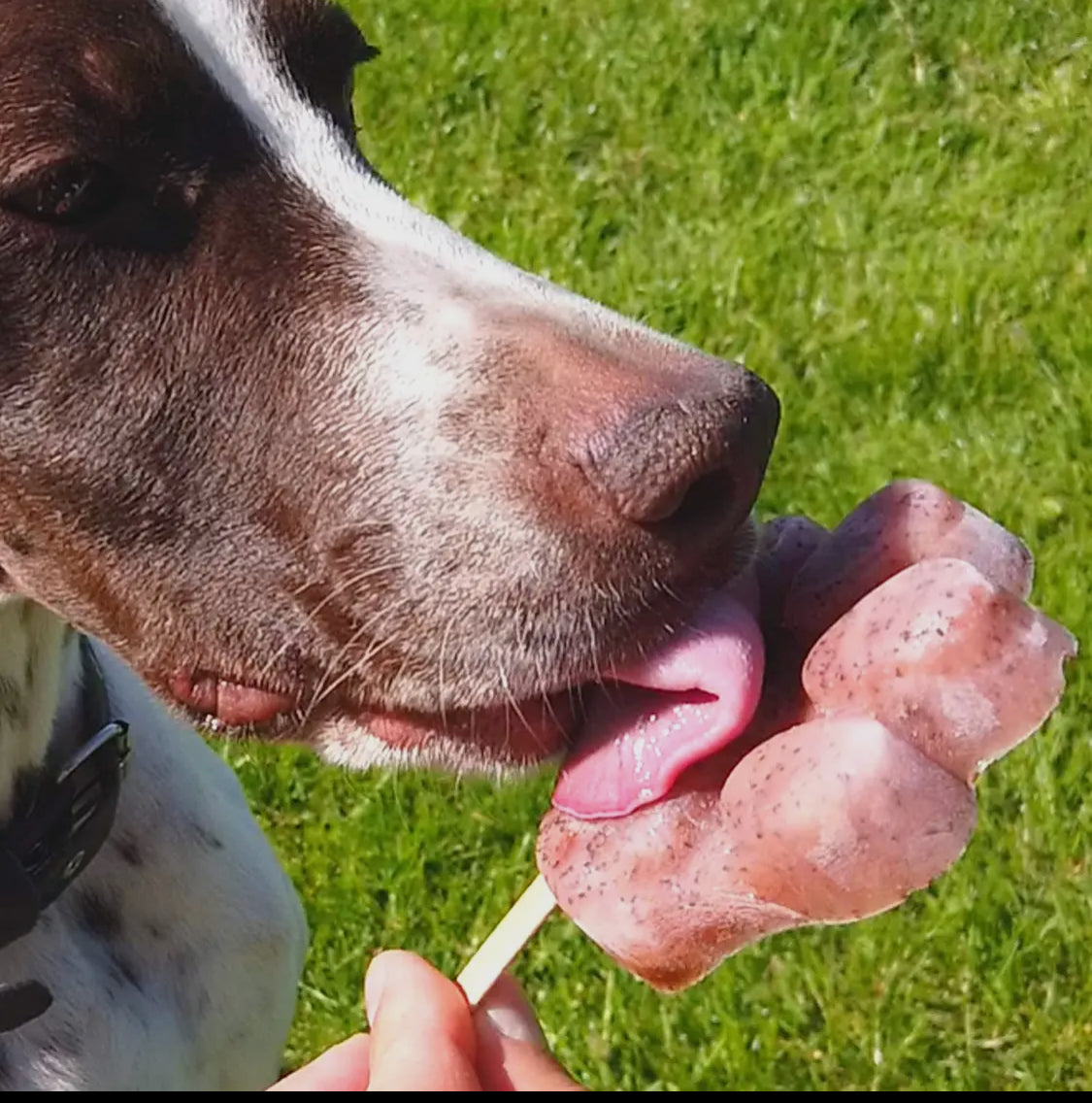 Stampi in silicone con stelo, forma di zampa