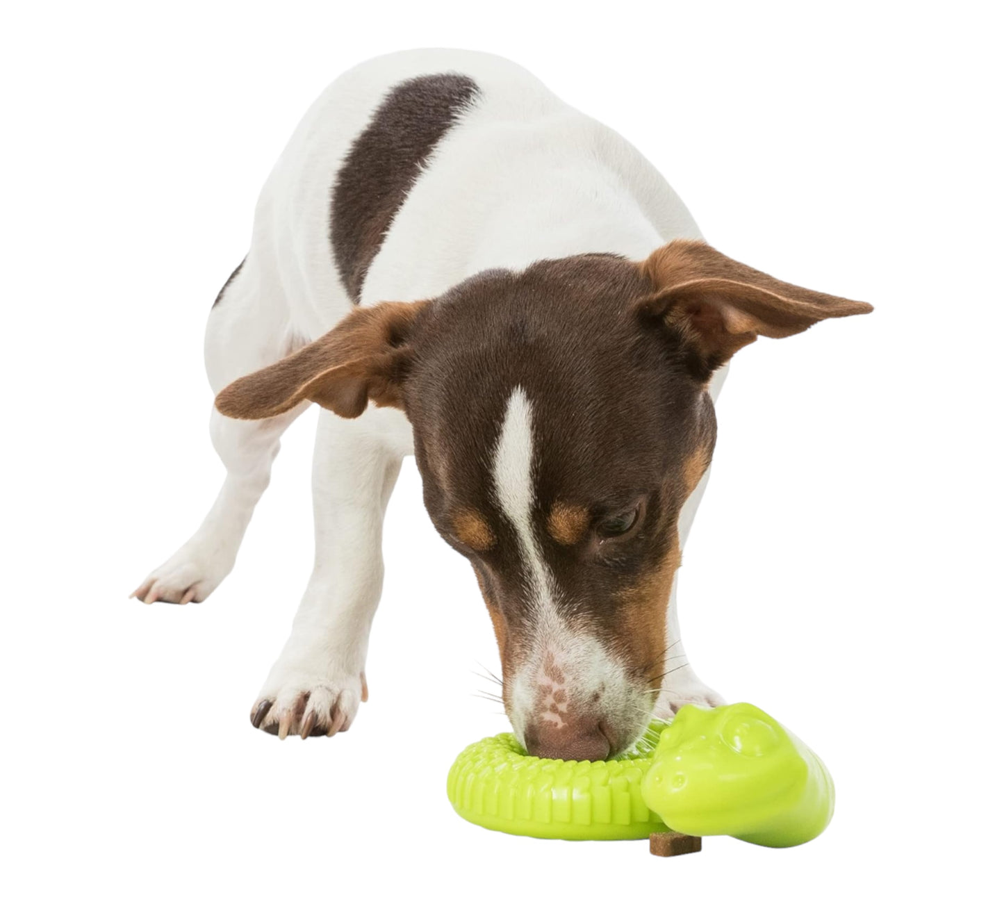 Serpente snack verde mela per cani piccoli